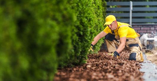 Man putting mulch under tree